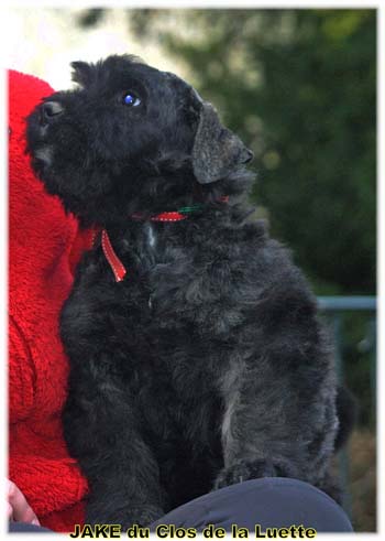 JAKE du Clos de la Luette Copyright Elevage de Bouvier des Flandres du Clos de la Luette